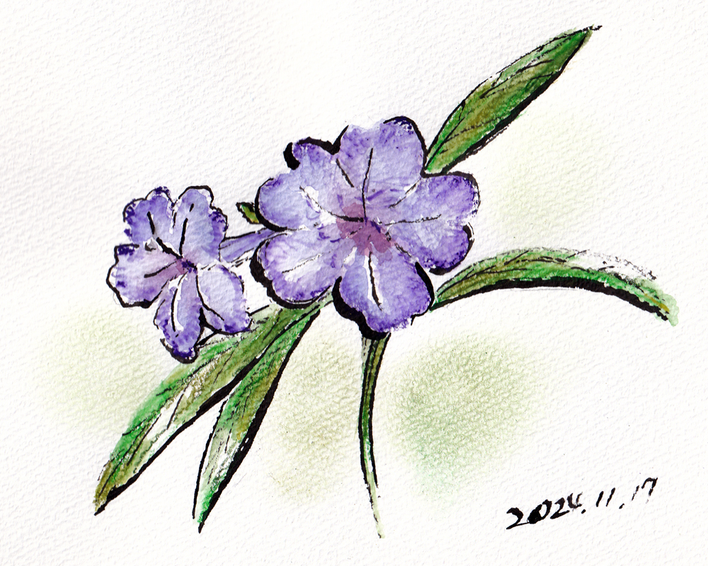 ヤナギバルイラソウ