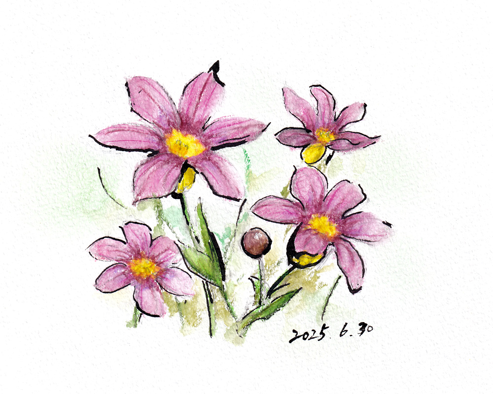 ニワゼキショウ